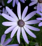 Grtner-Cinerarie am 22.03.209 in Wilhelma/Stuttgart