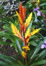 Bromelie am 17.11.2008 in Wilhelma/Stuttgart