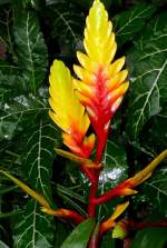 Bromelie am 02.11.2008 in Wilhelma/Stuttgart