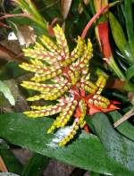 Bromelie am 02.11.2008 in Wilhelma/Stuttgart