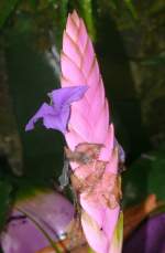 Bromelie am 02.11.2008 in Wilhelma/Stuttgart