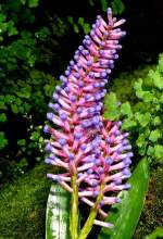 Bromelie am 21.06.2008 in Wilhelma/Stuttgart