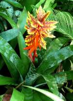 Bromelie am 04.07.2008 in Wilhelma/Stuttgart