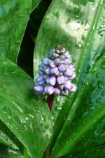 Bromelie am 04.07.2008 in Wilhelma/Stuttgart