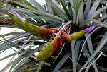 Bromelie Tillandsia am 05.07.2008 in Wilhelma/Stuttgart