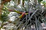 Bromelie Tillandsia am 05.07.2008 in Wilhelma/Stuttgart