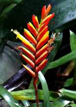 Bromelie am 05.07.2008 in Wilhelma/Stuttgart