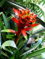 Bromelie am 05.07.2008 in Wilhelma/Stuttgart