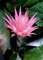 Bromelie am 05.07.2008 in Wilhelma/Stuttgart