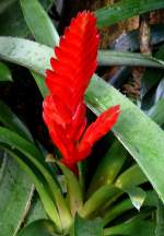 Bromelie am 05.07.2008 in Wilhelma/Stuttgart