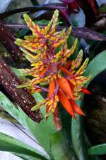 Bromelie am 05.07.2008 in Wilhelma/Stuttgart