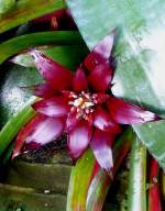 Bromelie am 05.07.2008 in Wilhelma/Stuttgart