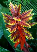 Bromelie am 05.07.2008 in Wilhelma/Stuttgart