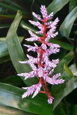 Bromelie am 24.12.2008 in Stuttgart/Wilhelma