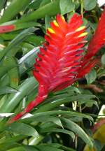 Bromelie am 24.12.2008 in Stuttgart/Wilhelma