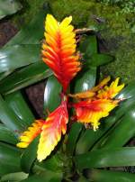 Bromelie am 24.12.2008 in Stuttgart/Wilhelma