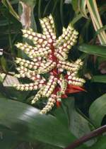 Bromelie am 24.12.2008 in Stuttgart/Wilhelma