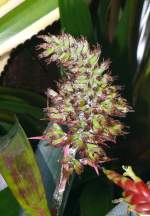 Bromelie am 24.12.2008 in Stuttgart/Wilhelma