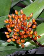 Bromelie am 24.12.2008 in Stuttgart/Wilhelma