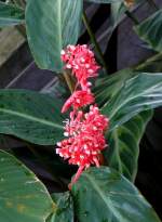 Korbmarauthe (Pfeilwurzgewchs)am 01.03.2009 in Wilhelma/Stuttgart