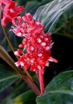 Korbmarauthe (Pfeilwurzgewchs)am 01.03.2009 in Wilhelma/Stuttgart