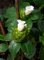 Kostwurz am 29.06.2008 in Wilhelma/Stuttgart