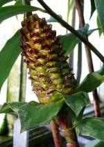 Kostwurz am 24.12.2008 in Wilhelma/Stuttgart