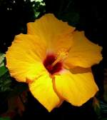 Hibiskus am 23.07.2008 in Wilhelma/Stuttgart