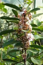 Afrikanisches Schngift (Apocynaceae) am 03.04.2009 in Stuttgart/Wilhelma