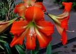 Amaryllis am 14.06.2008 in Wilhelma/Stuttgart