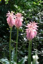 Veltheimia am 01.03.2009 in Wilhelma/Stuttgart