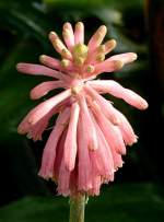 Veltheimia am 01.03.2009 in Wilhelma/Stuttgart