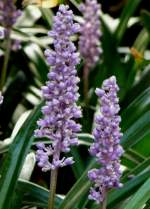 Liriope am 29.06.2008 in Wilhelma/Stuttgart