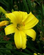 Lilie am 29.06.2008 in Stuttgart/Wilhelma