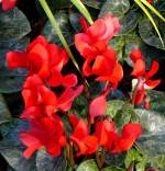 Griechisches Alpenveilchen am 17.11.2008 in Wilhelma/Stuttgart