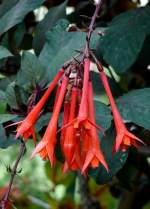 Fuchsie Gartenmeister Bonstedt am 23.07.2008 in Wilhelma/Stuttgart