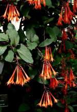 Fuchsie Gartenmeister Bonstedt am 23.07.2008 in Wilhelma/Stuttgart