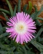 Mittagsblume am 19.07.2008 in Wilhelma/Stuttgart