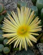 Fenestraria am 19.07.2008 in Wilhelma/Stuttgart