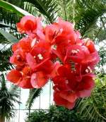 Bougainville am 14.06.2008 in Wilhelma/Stuttgart