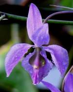 Orchidee Barkeria halbingari am 07.08.2008 in Wilhelma/Stuttgart
