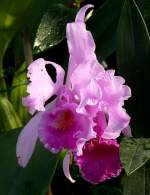 Orchidee Cattleya am 01.03.2009 in Wilhelma/Stuttgart

	