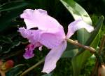 Orchidee Cattleya am 01.03.2009 in Wilhelma/Stuttgart