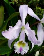 Orchidee Cattleya gaskelliana am 05.07.2008 in Wilhelma/Stuttgart