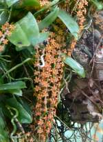 Orchidee Chamacangis hariotiana am 22.03.2009 in Wilhelma/Stuttgart