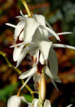 Orchidee Hohlnarbe am 17.11.2008 in Wilhelma/Stuttgart