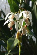 Orchidee Hohlnarbe am 17.11.2008 in Wilhelma/Stuttgart