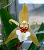 Orchidee Coelogyne Lawrenceana am 22.03.2009 in Wilhelma/Stuttgart