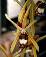 Orchidee Coelogyne (Hohlnarbe) am 15.07.2008 in Stuttgart/Wilhelma