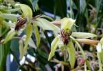 Orchidee Ceologyne pandurala am 28.06.2008 in Wilhelma/Stuttgart